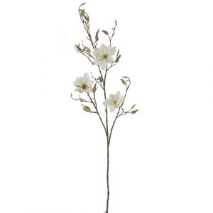 Magnolia gren - hvid